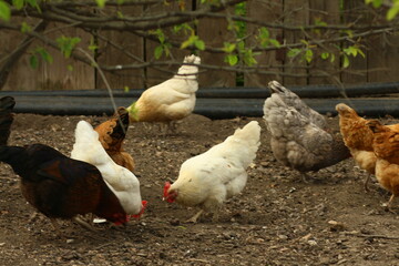chickens in a barn in the countryside
