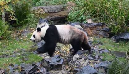A panda bear walks  looking bamboo   © superpapero