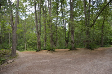 An old semi-abandoned park "Aspen Grove" in the north of St. Petersburg