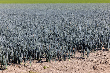 Field with onion plants ready for harvest