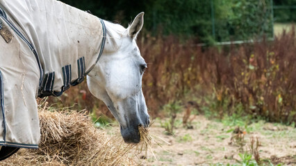Portrait of a white horse eating hay
