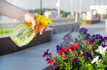 sprayer for spraying plants. Flower care, landscaping, gardening. Helping plants in hot weather