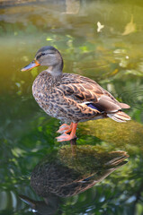  Portrait of young duck -mallard (female) standing in the water on the stone of park pond . Ducks wildlife in the photo.