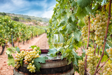 Goblet of Vermentino wine over the barrel in a vineyard. Agriculture.