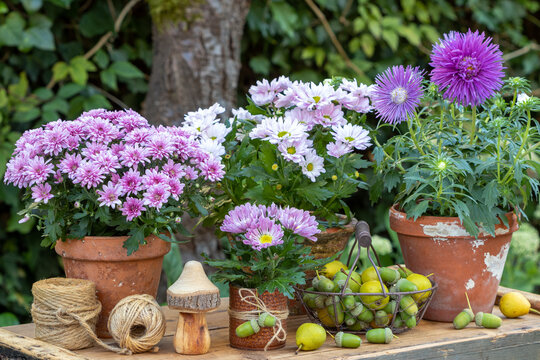 Arrangement mit lila Herbstblumen in Terracotta-T&ouml;pfen im Garten