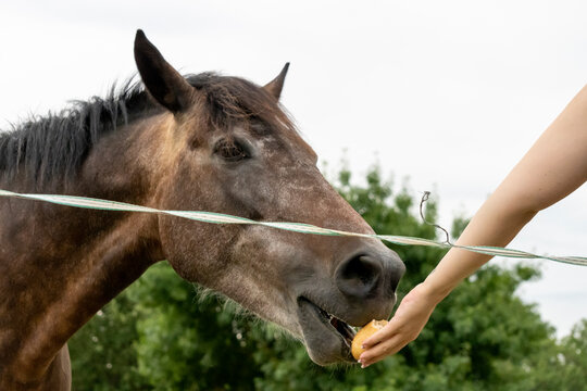 cheval, animal, &acirc;ne, ferme, gazon, brun, nature, champ, mammif&egrave;re, poulain, poney, sauvage, alpage, t&ecirc;te, cheval, domestique, chevalin, vert, mulet, portrait, animal, prairie, agricultura, b&eacute;b&eacute;, rural