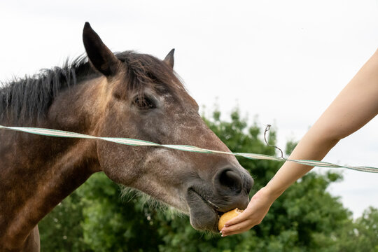 cheval, animal, &acirc;ne, ferme, gazon, brun, nature, champ, mammif&egrave;re, poulain, poney, sauvage, alpage, t&ecirc;te, cheval, domestique, chevalin, vert, mulet, portrait, animal, prairie, agricultura, b&eacute;b&eacute;, rural