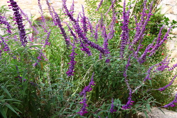 Summer flowers in a city park in northern Israel.