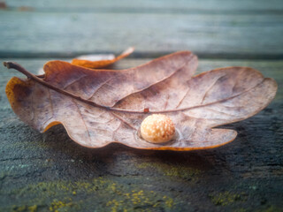 Close-up of an oak leaf, covered in a ball called a gall, lying on wood outdoors on a rainy day