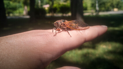 Close-up of a cicada resting on a woman's finger