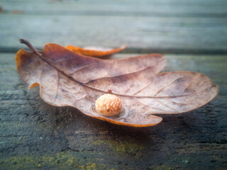 Close-up of an oak leaf, covered in a ball called a gall, lying on wood outdoors on a rainy day