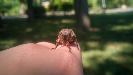 Close-up of a cicada resting on a woman's finger