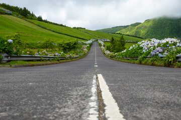 Road with beautiful green landscape with hydrangeas flowers in Sete Cidades, São Miguel Island in the Azores.