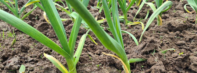 Growth of green garlic in garden in summer