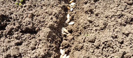 White seeds of vegetables and fruits in soil planting in spring