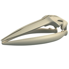 Fin Whale Skull animal anatomy 3D rendering on white background