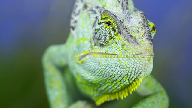 Frontal portrait of adult green Veiled chameleon sits on a tree branch and looks around, on green grass and blue sky background. Cone-head chameleon or Yemen chameleon (Chamaeleo calyptratus)