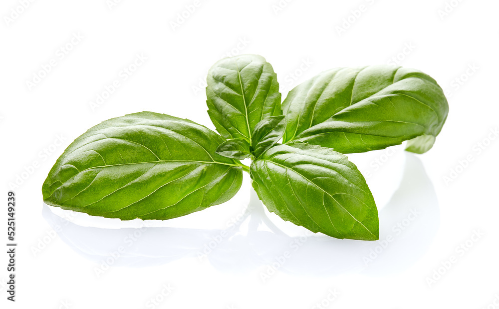 Canvas Prints basil leaves in closeup on white background