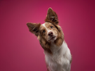 funny dog on pink background. Happy border collie in the studio. pet portrait