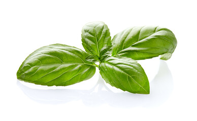 Basil leaves in closeup on white background