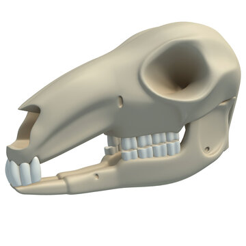 Kangaroo Skull animal anatomy 3D rendering on white background