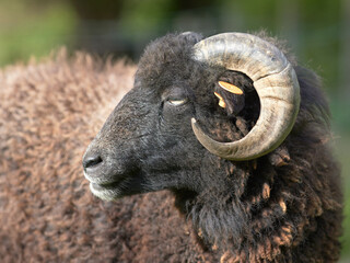 Portrait of black male ouessant sheep