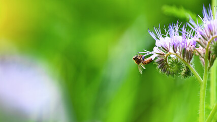 Bee and flower phacelia. Close up flying bee collecting pollen from phacelia on a sunny day on a...
