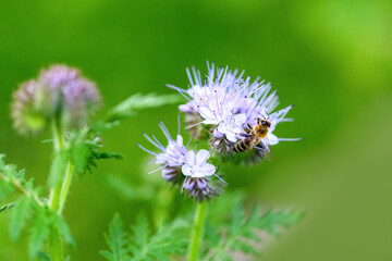 Bee and flower phacelia. Close up of a large striped bee collecting pollen from phacelia on a green background. Phacelia tanacetifolia (lacy). Summer and spring backgrounds