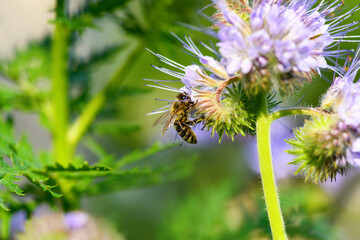 Bee and flower phacelia. Close up of a large striped bee collecting pollen from phacelia on a green background. Phacelia tanacetifolia (lacy). Summer and spring backgrounds