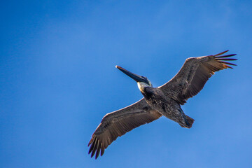 pelican in flight