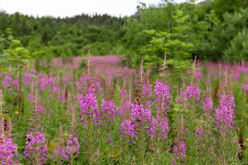 flowers of Fireweed, Chamaenerion angostifolium on a sunny summer day. Fireweed (Chamaenerion angostifolium) blooms en masse in the Carpathian Mountains.