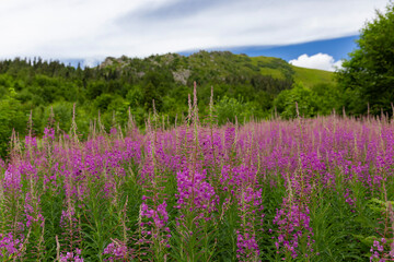 flowers of Fireweed, Chamaenerion angostifolium on a sunny summer day. Fireweed (Chamaenerion angostifolium) blooms en masse in the Carpathian Mountains.