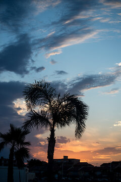 Silhouettes of palm trees on sunset background