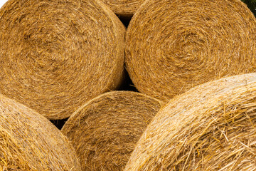Many haystacks, blocks of hay, bales, stack of hay, rectangular bales on the field