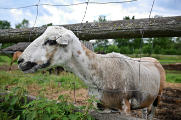 sheep on the paddock animals domestic