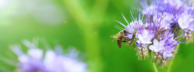 Bee and flower phacelia. Close up of a large striped bee collecting pollen from phacelia on a green...