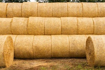 Many haystacks, blocks of hay, bales, stack of hay, rectangular bales on the field