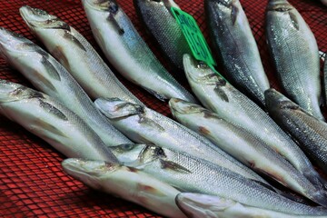 fresh fish at the market