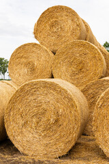 Many haystacks, blocks of hay, bales, stack of hay, rectangular bales on the field