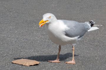 Möwe frisst Fastfood