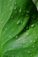 Foglia verde  gocce di acqua