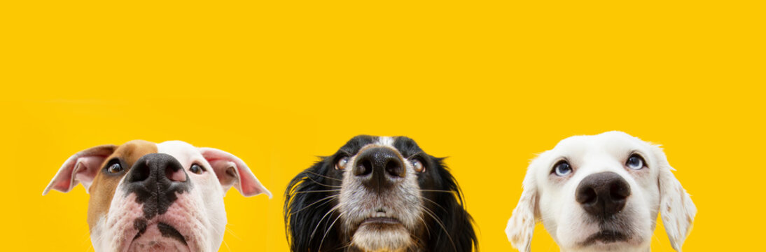 Banner summer pets.  close-up three hide dogs looking in a row. Isolated on yellow colored background