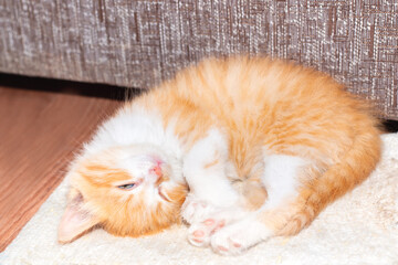 A small red kitten sleeps on a bedding in a room, raising pets.