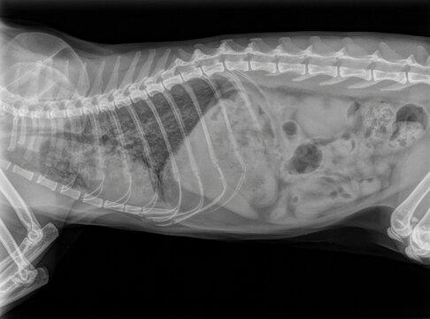 x-ray of a cat with pneumonia