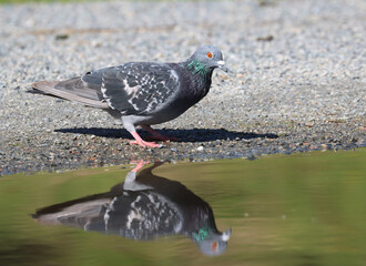 Feral pigeon