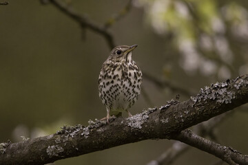 Song thrush (Turdus philomelos) in spring