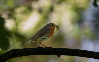 Fototapeta premium European robin (Erithacus rubecula) holding prey