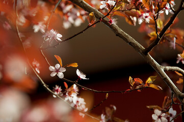 Fiori di ciliegio sfondo