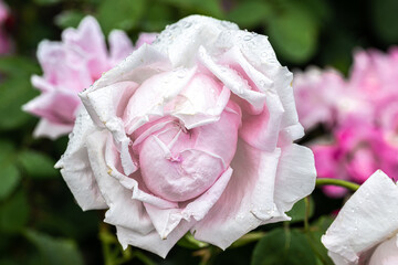 Flowering ‘MME. Caroline Testout' Heirloom Rose