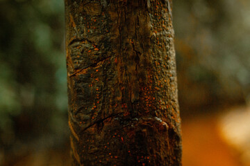 apenas mais uma arvore na floresta.